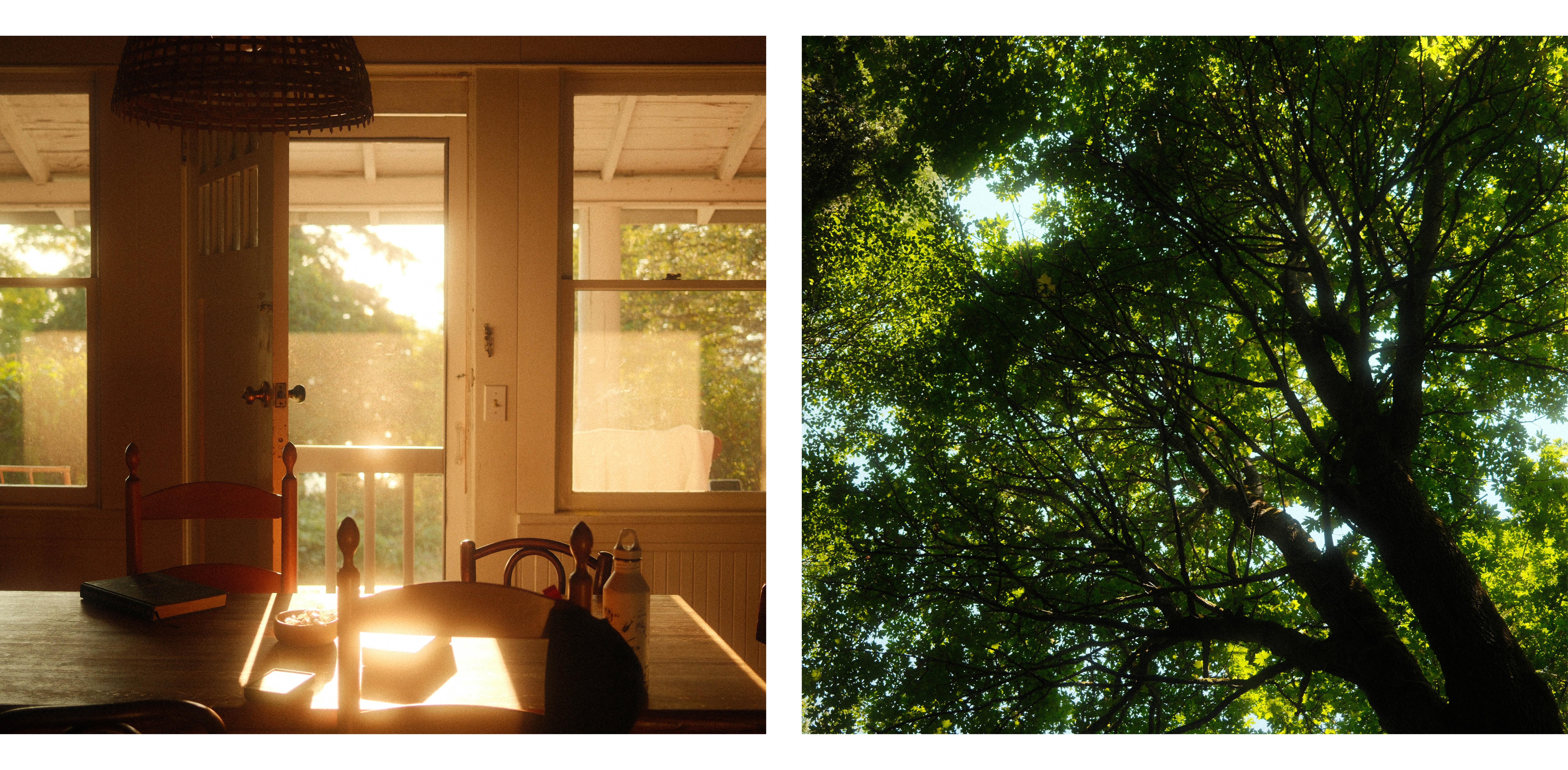 Side-by-side image of a table in the golden sunlight and a tree canopy